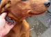 Fox red lab