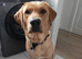 Beautiful Boy Max stud dog