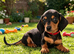 RKC Reg Dachshund puppies