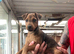 2 Patterdale terrier girls