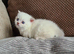 Female munchkin