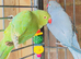Beautiful Indian ringnick parrot for sale