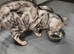 Silver bengal