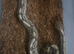 CB18 male Fire Royal Python