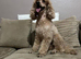 Miniature poodle male