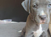 American staffordshire terrier Puppys looking for new home!