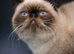 Stud Duties Only - Exotic Shorthair