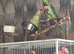 Gorgeous pair of Alexandrine Parrots
