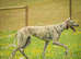 Lurcher for sale