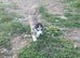 Siberian husky pups