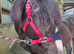 12.3hh 11 year old mare