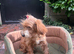 Daisy the cockapoo