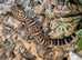 Bawanglingensis Chinese Cave Geckos at Birmingham Reptiles