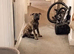 Female mastiff x herder