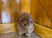 One girl available Maltipoo