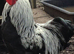 Bantam Blue Pencilled Wynadotte Pullet Cockerel
