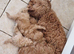 Cockapoo Puppies looking for their forever home - Cheltenham in Cheltenham