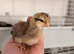 Crested Cream Legbar 1 week old chicks