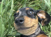 Smoothed hair dachshund miniature