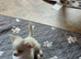 Adorable white fluffy chihuahua puppy.