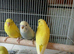 Baby budgies for sale