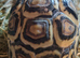2 x year old leopard tortoises for sale
