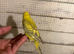 Budgies for sale