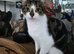 Female cats can leave together