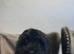 Stunning cockapoo 14weeks trained