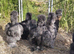 Beautiful Young Silkie Cockerels