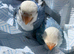 Fisher opaline par blue female youngster