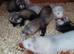 Baby Ferrets
