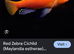 Red zebra Cichlids