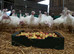 Turkeys