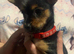 Yorkie Russel Pups (price negotiable)