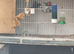 Parrot finches