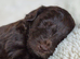 Australian Labradoodle puppies - health tested