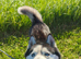Male husky
