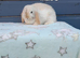 Superfriendly mini lop rabbit ready now