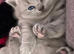 CHUNKY  GCCF REGISTERED PEDIGREE  BRITISH SHORTHAIR BLUE KITTENS
