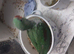 Alexandrine  Babies