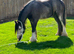 Blue roan riding gelding GELDING