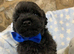 F1 Toy Poochon puppies