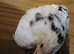 Booted bantam hatching eggs