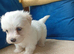 AMAZING full breed KC registered Havanese puppies
