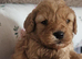 Red cavapoo girl