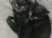 Male and female kitten's