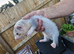 2 Hob kits ferrets for sale