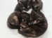 8 week old kittens
