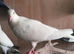 pigeons for sale